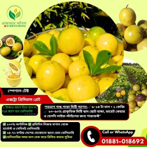 এক্সট্রা প্রিমিয়াম শুধু মিষ্টি/ দূর্লভ কালেকশন: কেজিতে ৯/১৪ টা ফল / প্রাকৃতিক মিষ্টি স্বাদ (প্রতি ১০০ কেজি ফলে ২/৩ কেজি থাকে এটি)