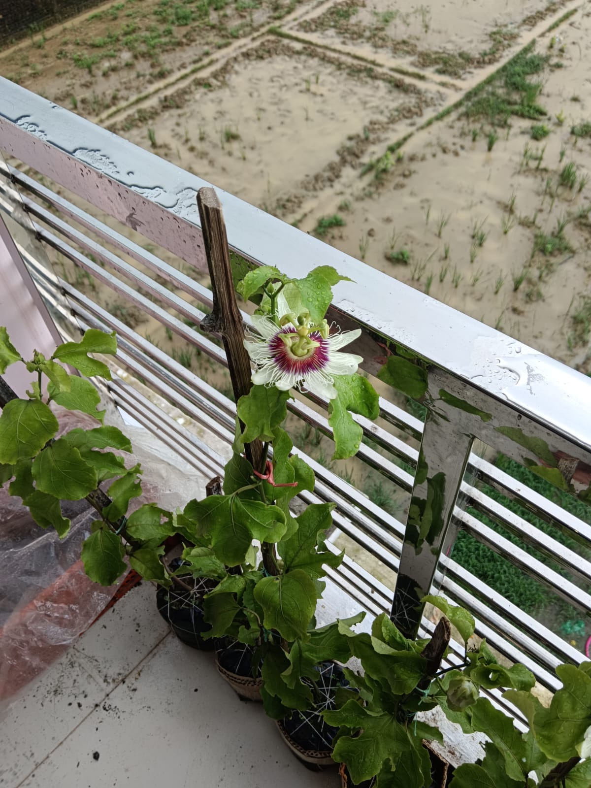 WhatsApp Image 2025-10-19 at 06.15.47_06eb7e1d